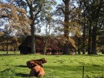 schaapskooi